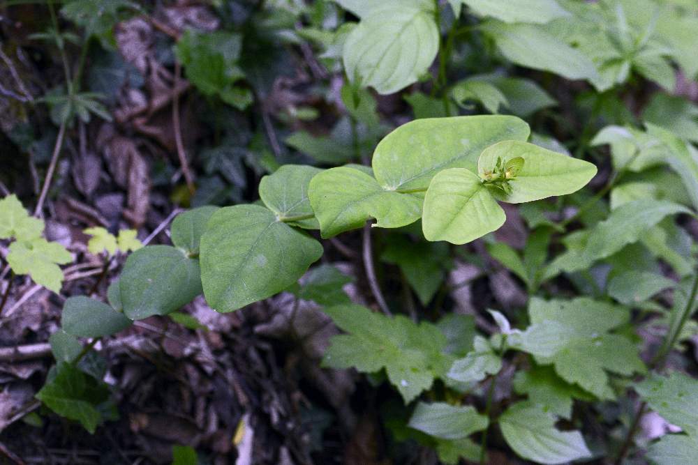 Hypericum androsaemum (Hypericaceae)